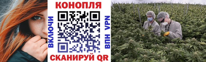 Купить закладки  Нефтегорск  Конопля сатива 